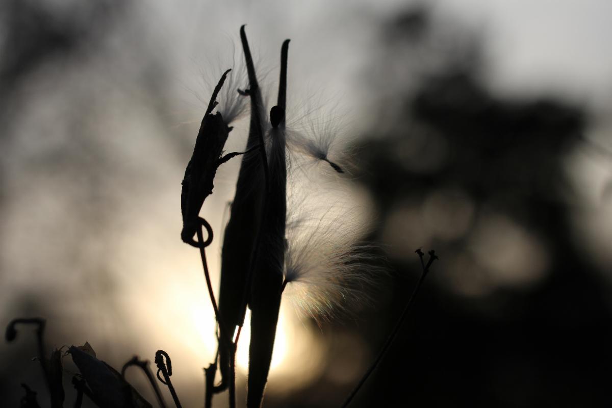 Butterfly Milkweed Pod